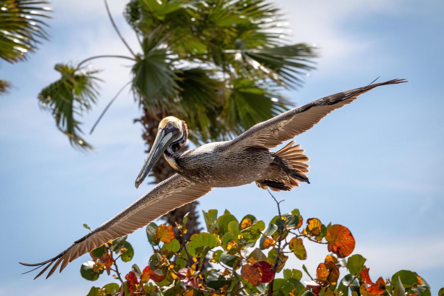 brauner Pelikan gleitet über einen Baum foto