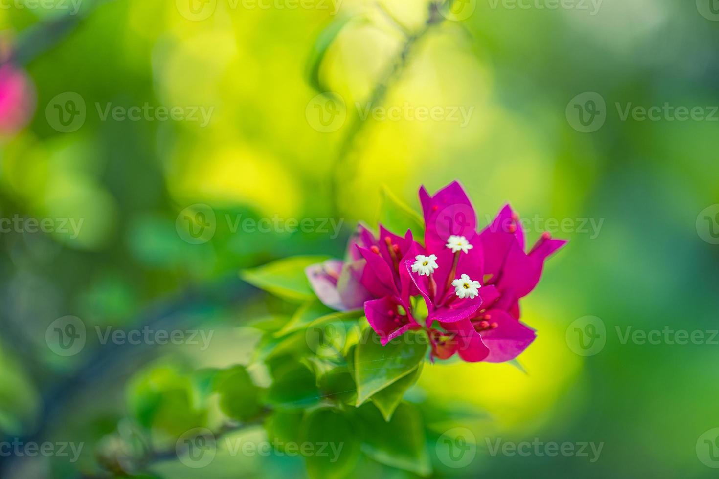 rosa bougainvillea, die im exotischen tropischen garten für blumenhintergrund blüht. natürliches sonnenlicht mit verschwommenem bokeh-laub, tropische naturwaldblumen. sommerblüten, schönheit in der naturschablone foto