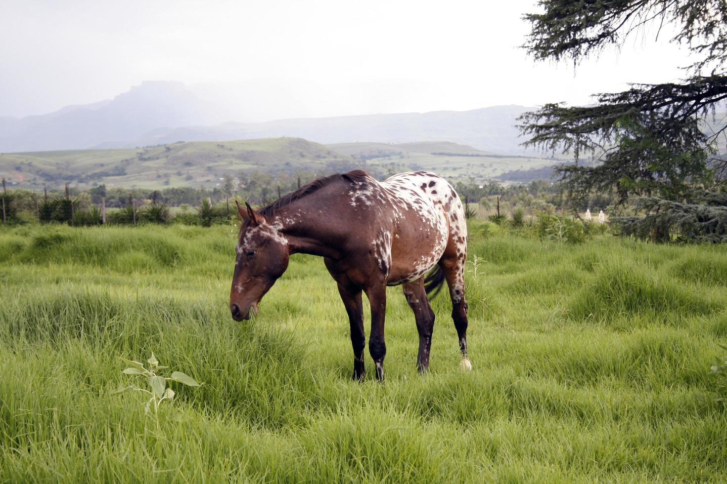 Pferd im Naturfeld foto