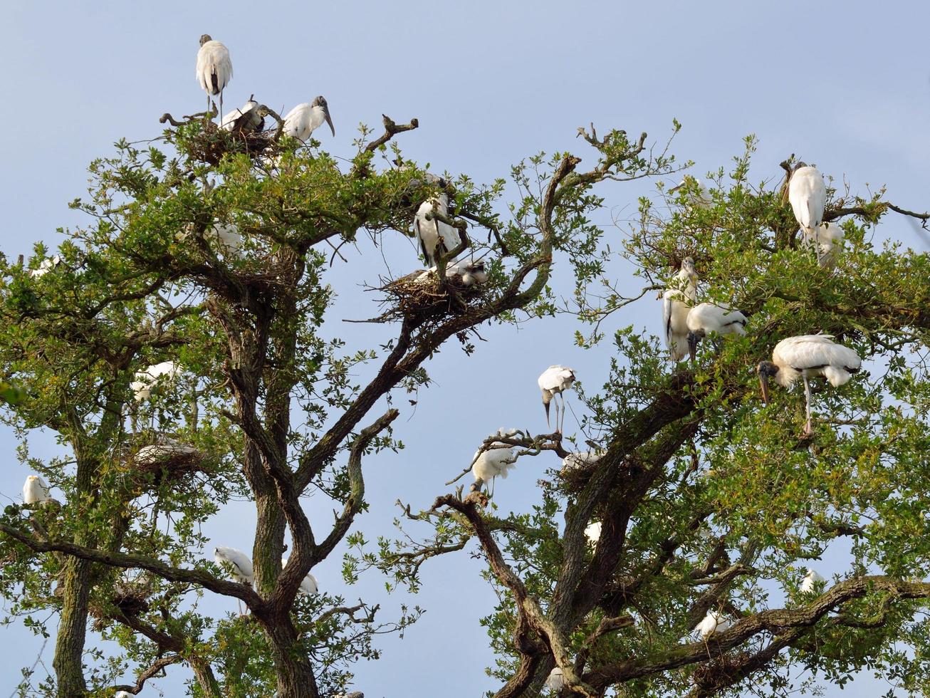 Holzstörche auf einem Baum foto