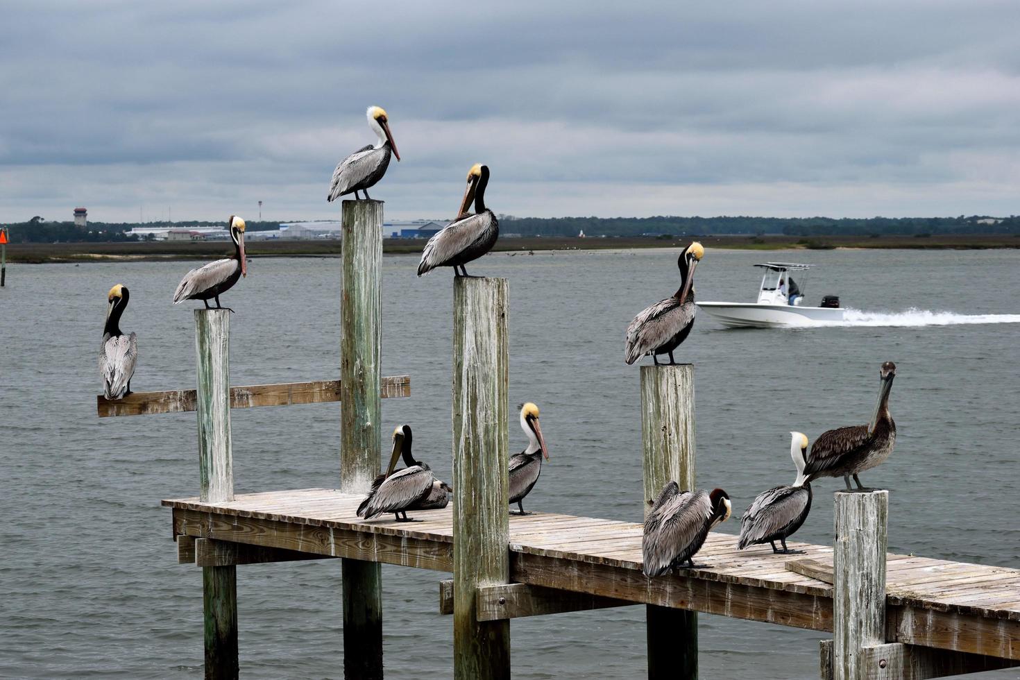 braune Pelikane auf einem hölzernen Pier foto