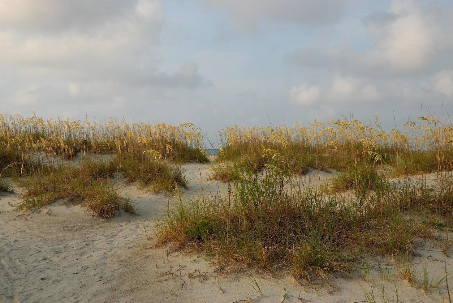 Seehafer auf der Sanddüne foto