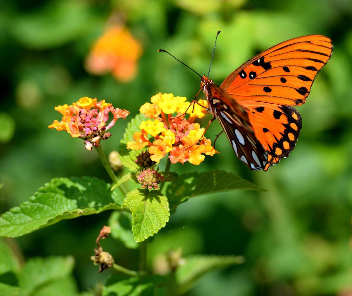 Perlmutterfalter auf einer Blume foto