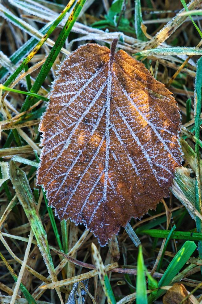 Eiskristalle auf am Boden liegenden Blättern. Nahaufnahme von gefrorenem Wasser. Makroaufnahme foto