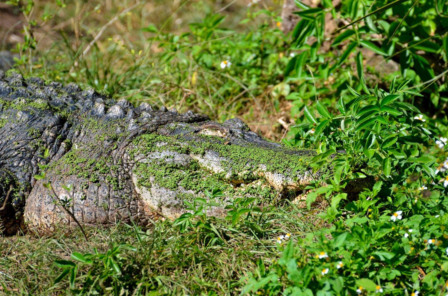 Alligator in der Wildnis foto