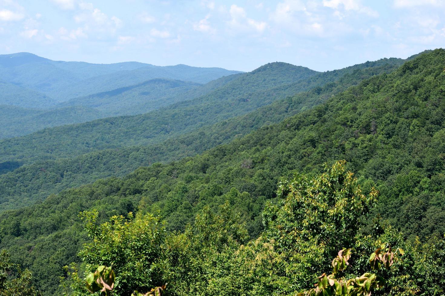 Wald auf den Appalachen foto