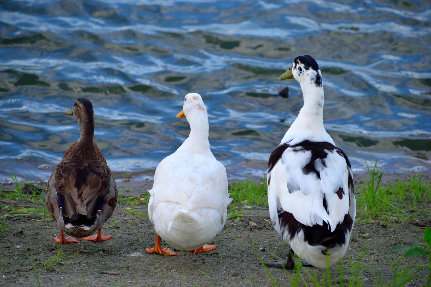 Enten am Wasser foto