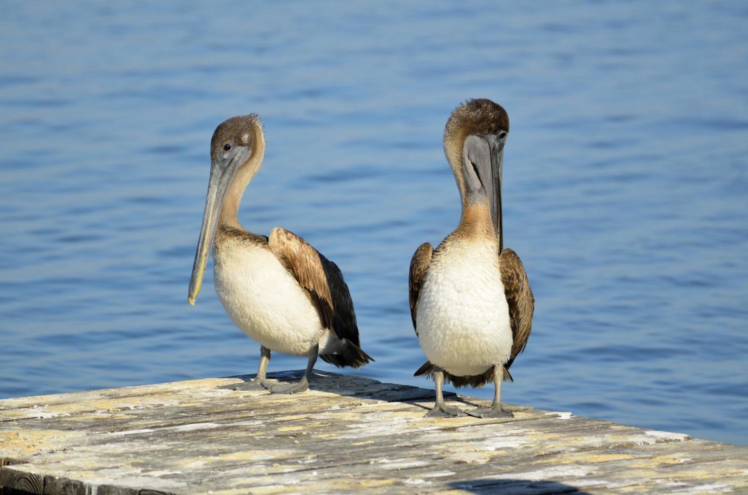 braune Pelikane auf einem Pier foto