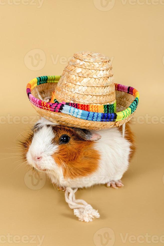 Meerschweinchen-Rosette in einem Strohhut auf beigem Hintergrund. flauschiges nagetiermeerschweinchen auf farbigem hintergrund foto