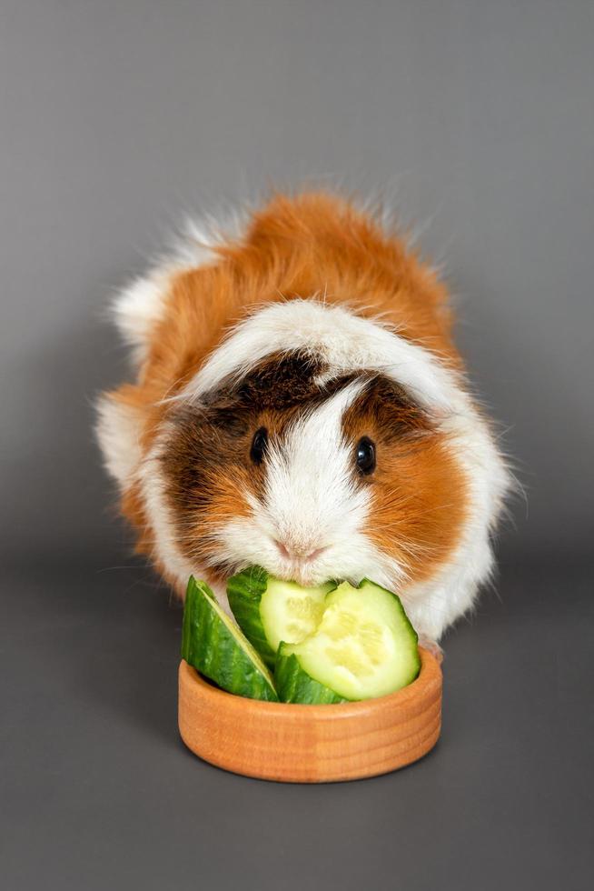 Meerschweinchen-Rosette auf grauem Hintergrund. flauschiges nagetiermeerschweinchen, das eine gurke auf farbigem hintergrund isst foto