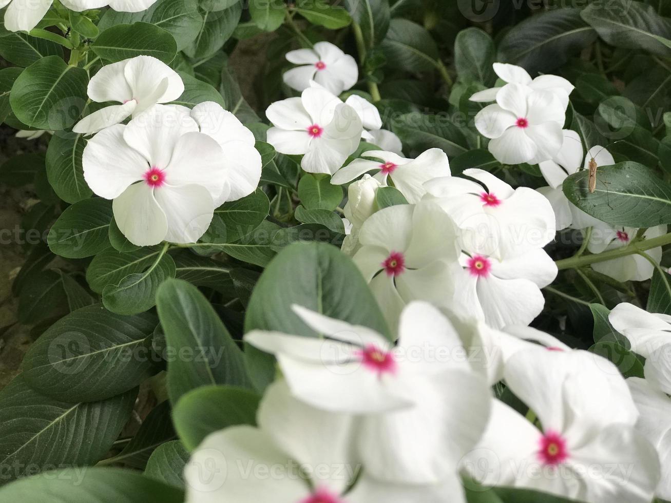 schöne Blume weiß und rosa Farbe mit blattgrünem Naturhintergrund frisch natürlich für Flyerdesign und etc foto