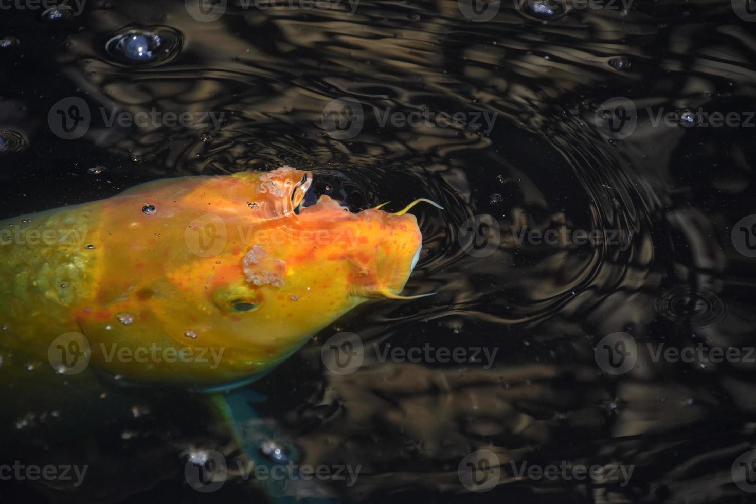 leuchtend orangefarbener Karpfen, der in dunklen Gewässern schwimmt foto