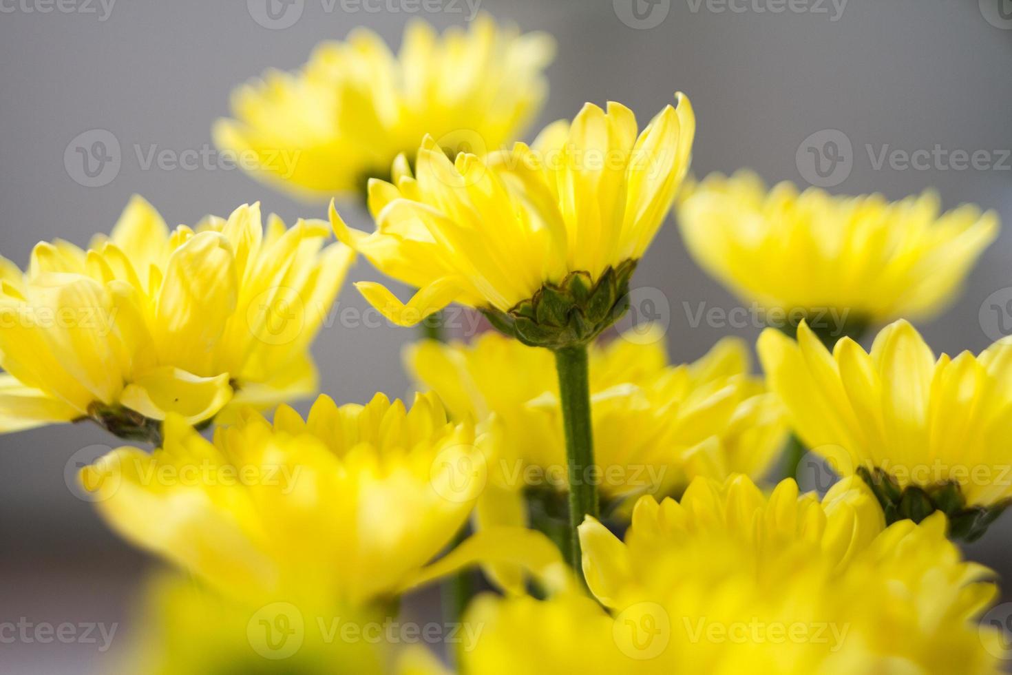 Blume in gelb foto