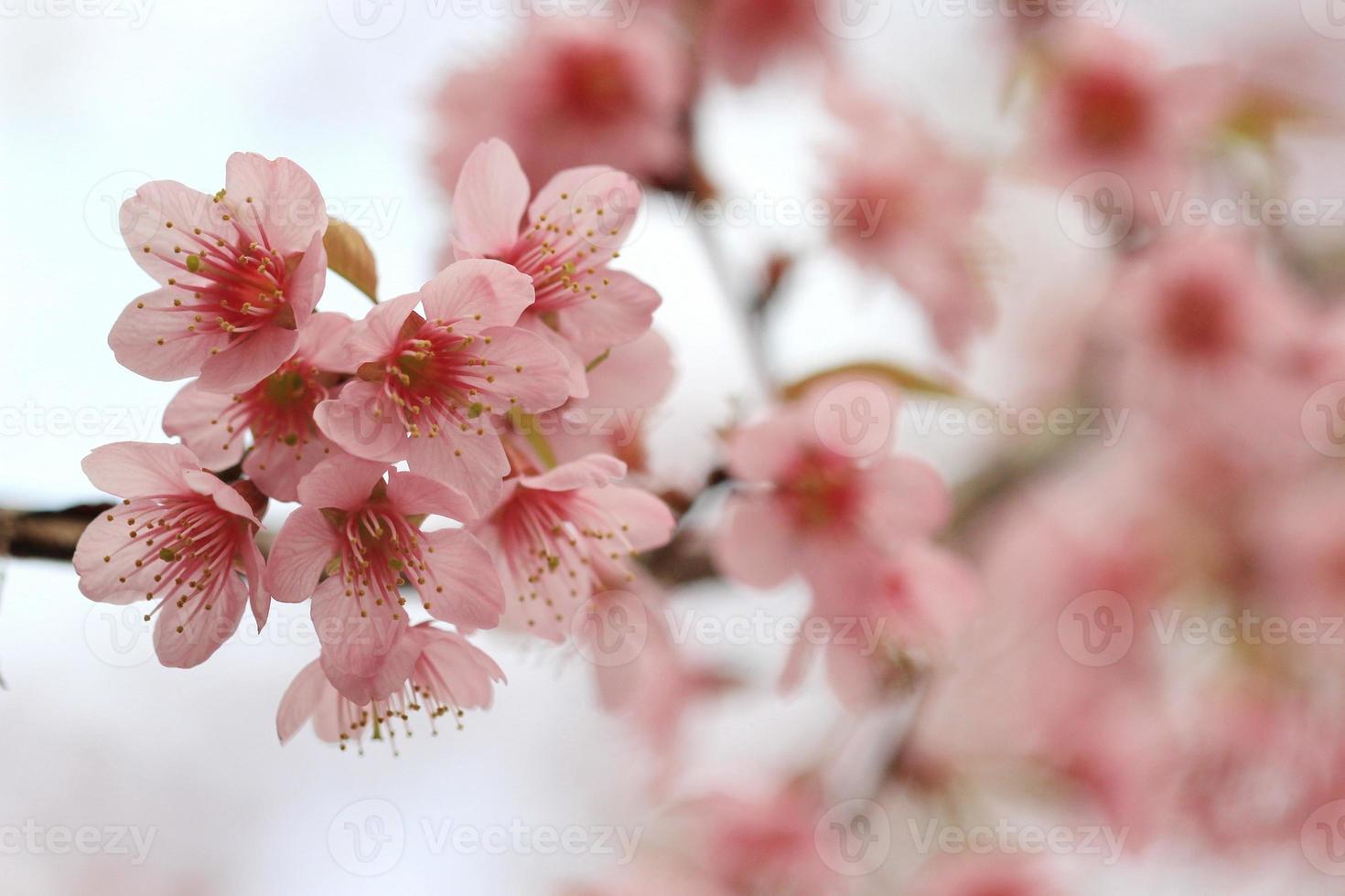 Nahaufnahme Detail rosa Sakura foto