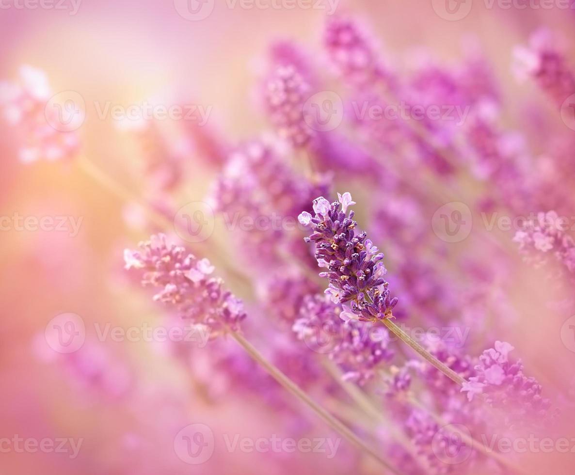 Lavendelblume - Nahaufnahme foto