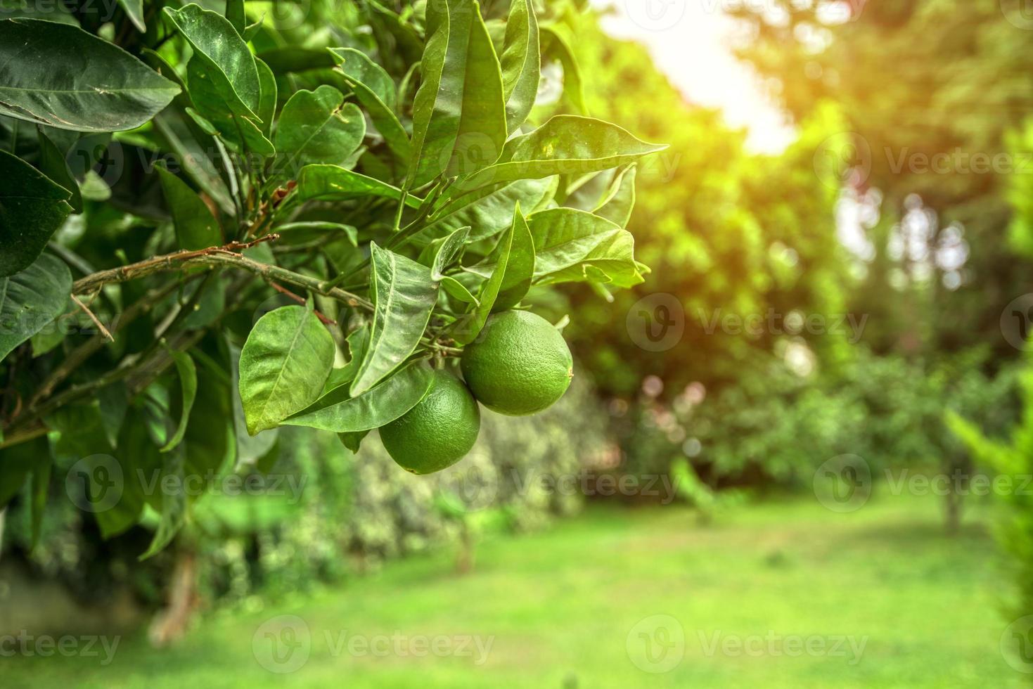 Zitronenbaum foto