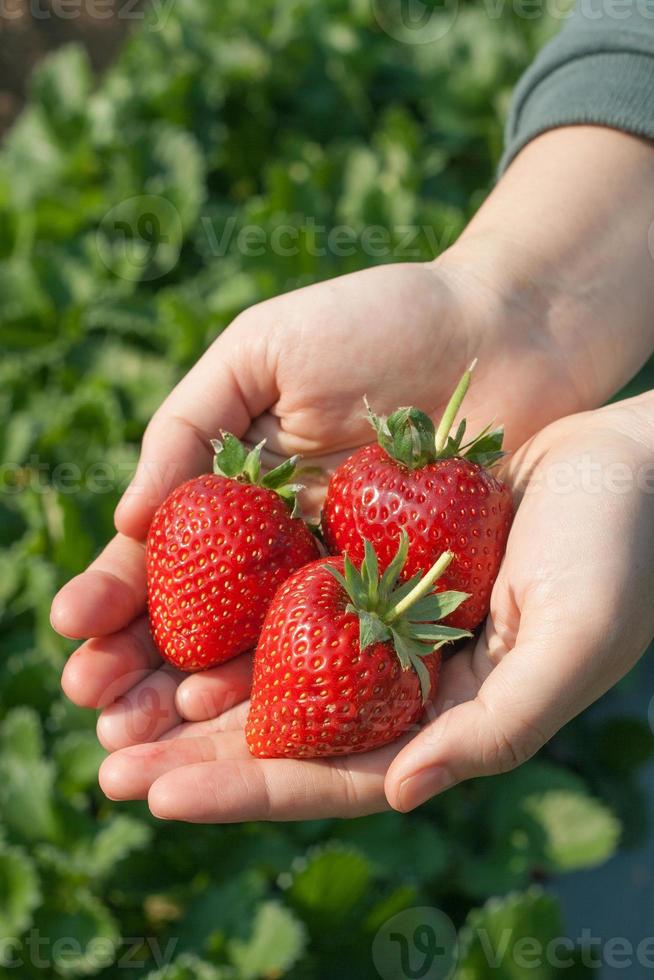 reife Erdbeere in der Hand. foto