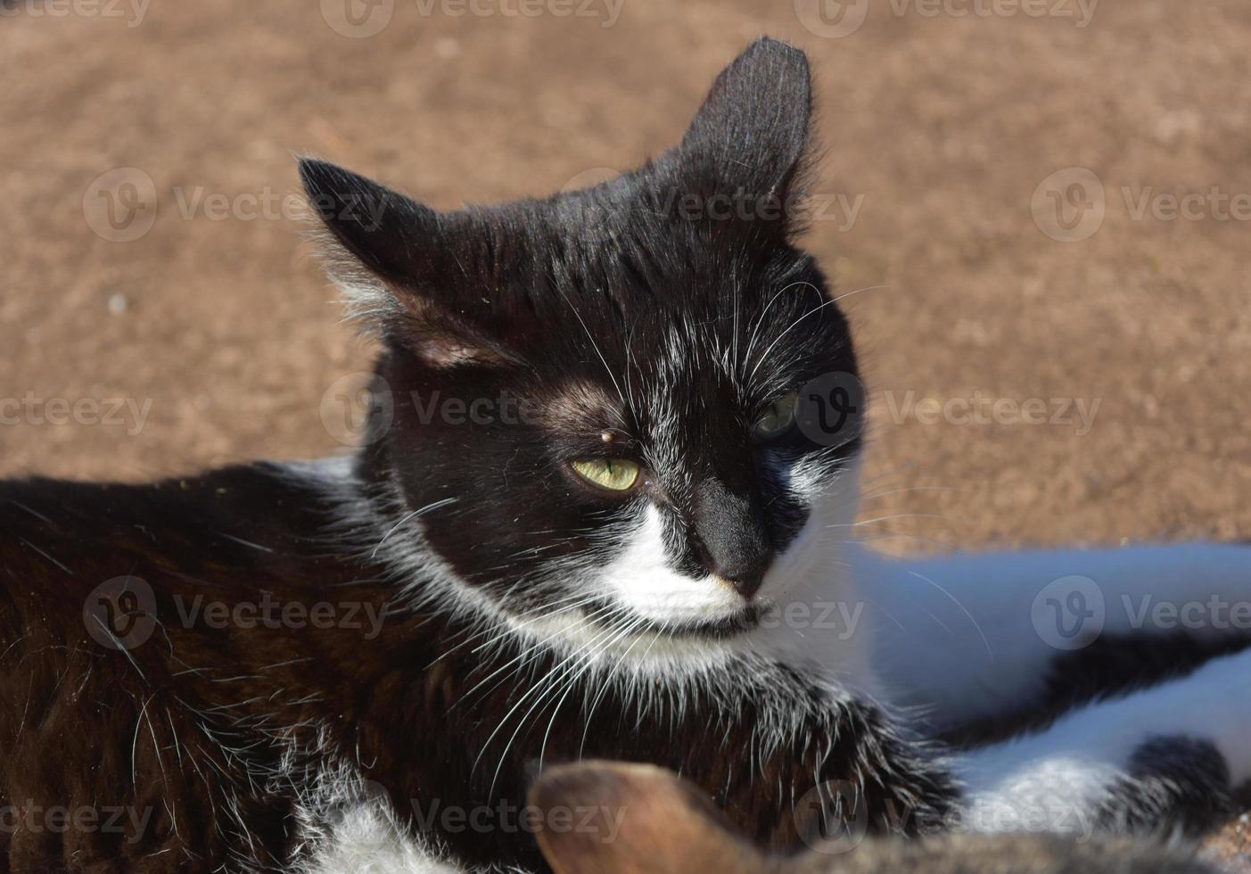 schwarz-weiße Katze mit zurückgezogenen Ohren foto