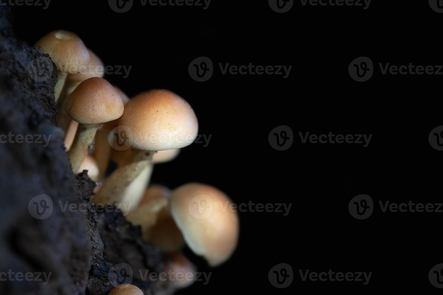 Nahaufnahme einer Gruppe wilder Pilze, die nebeneinander und übereinander mit braunen runden Kappen wachsen foto