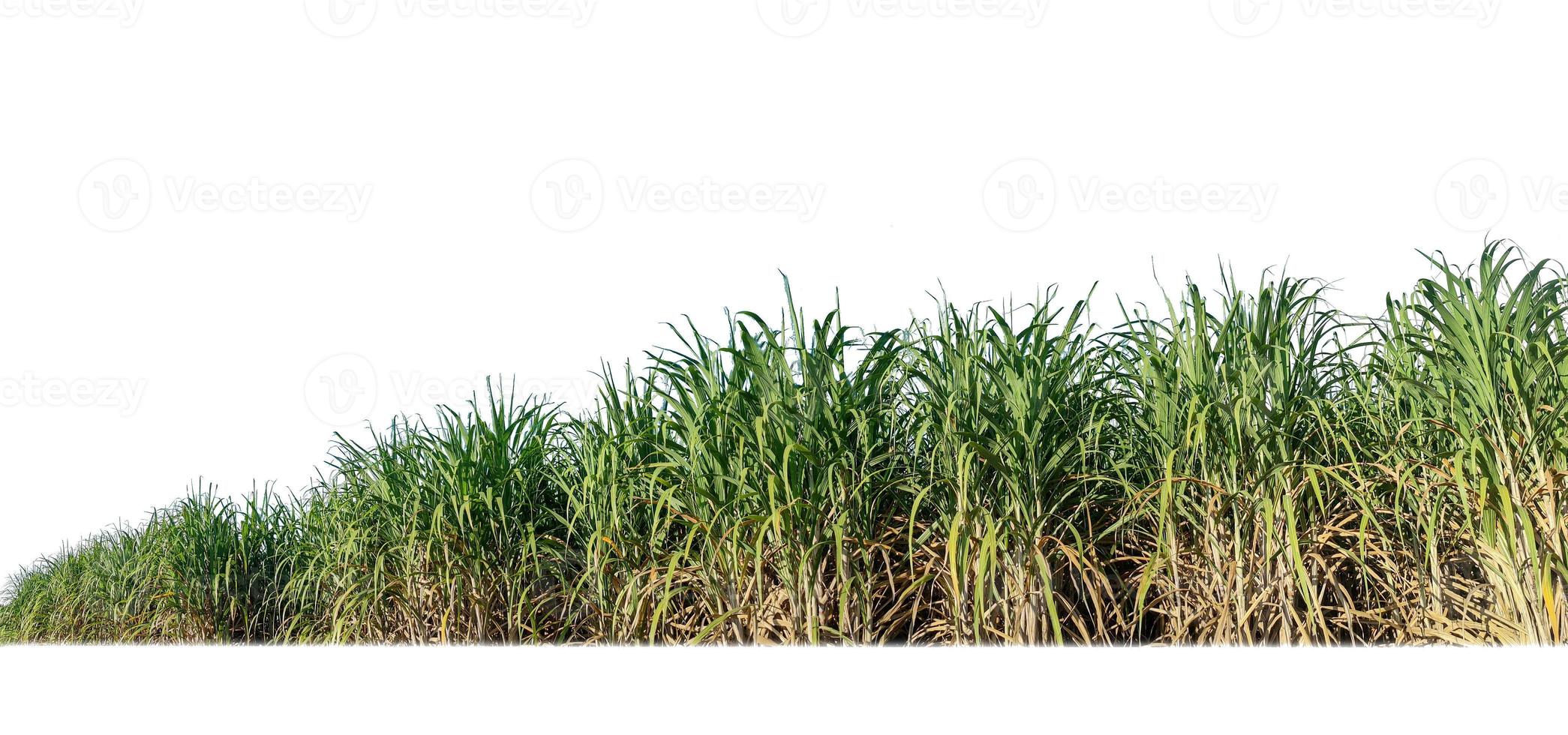 Zuckerrohr isoliert auf weißem Hintergrund und Beschneidungspfad foto