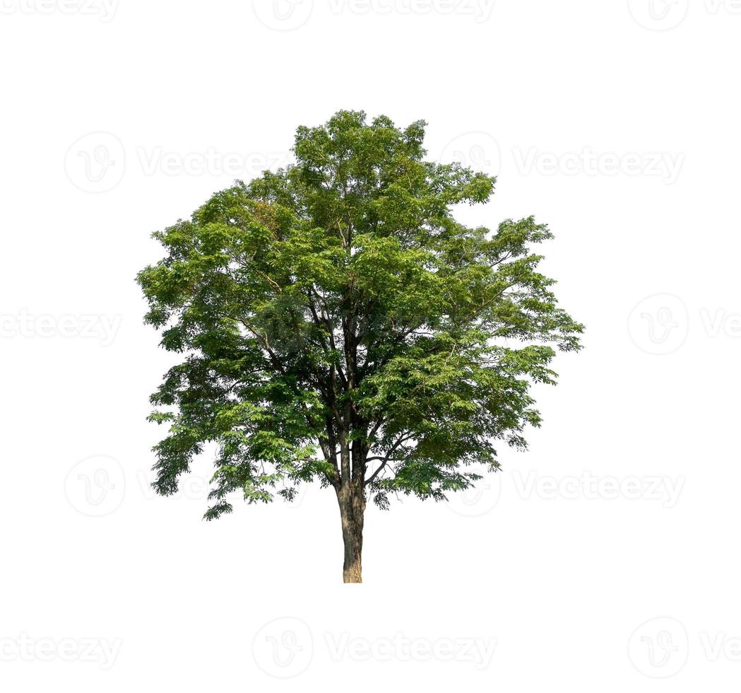 Baum lokalisiert auf weißem Hintergrund foto