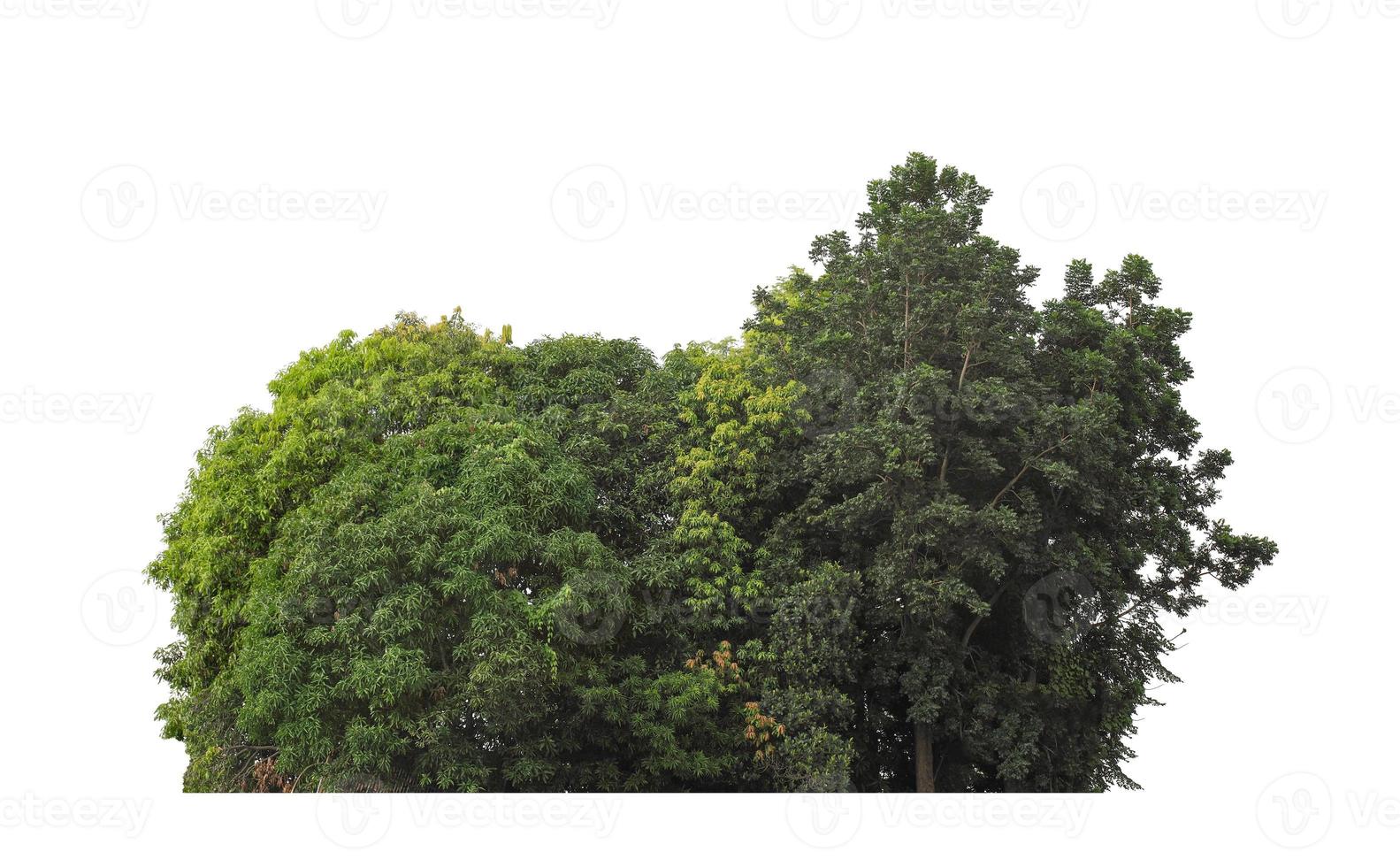 Wald und Laub im Sommer für den Druck und Webseiten isoliert auf weißem Hintergrund foto