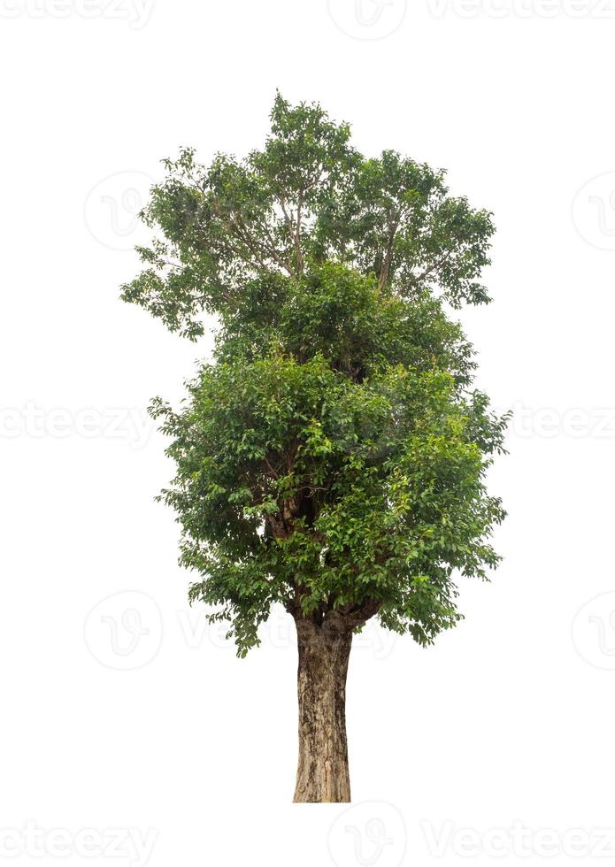 Baum isoliert auf weißem Hintergrund. foto