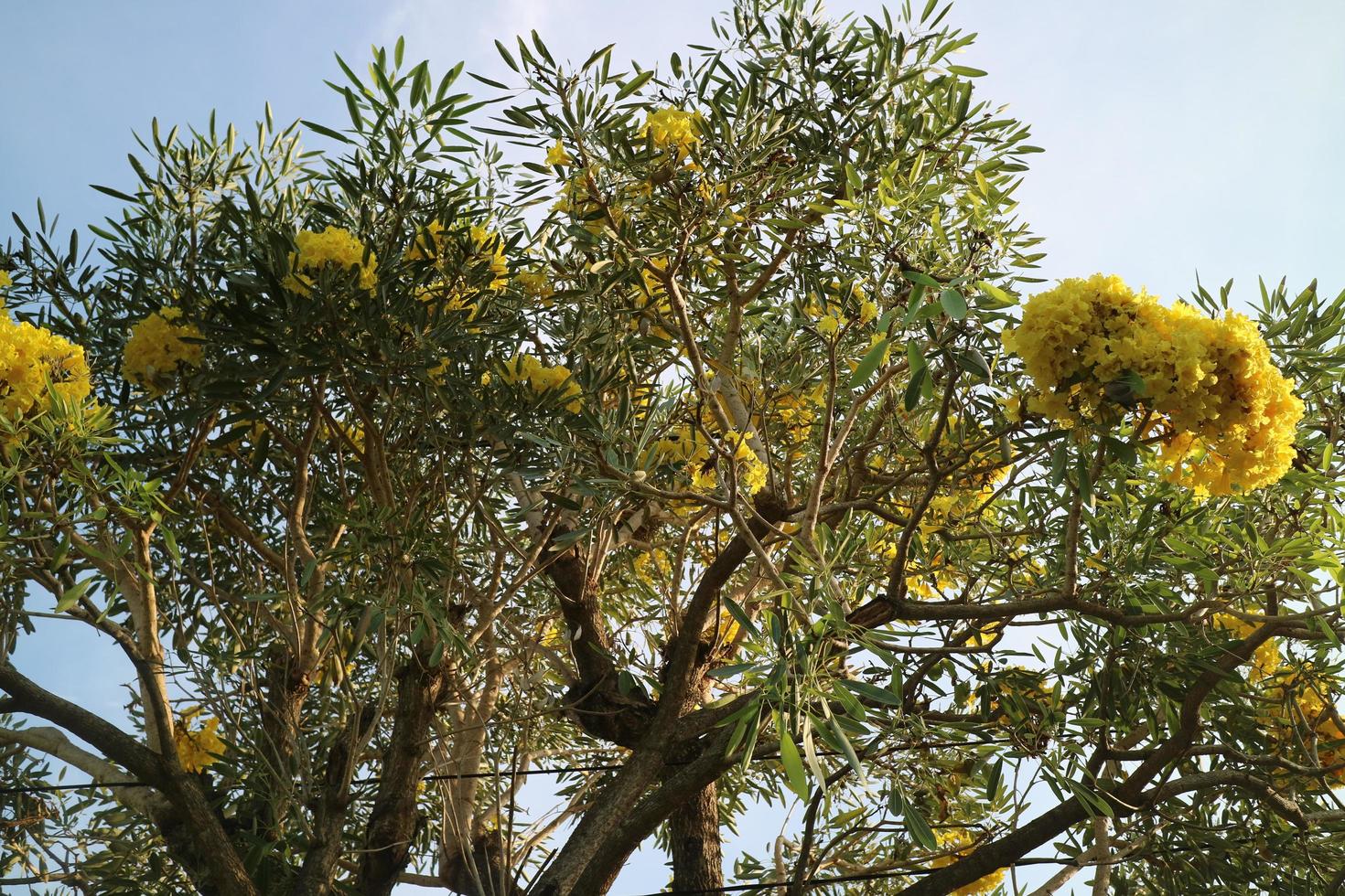 Goldener Trompetenbaum mit schönen Blumen foto