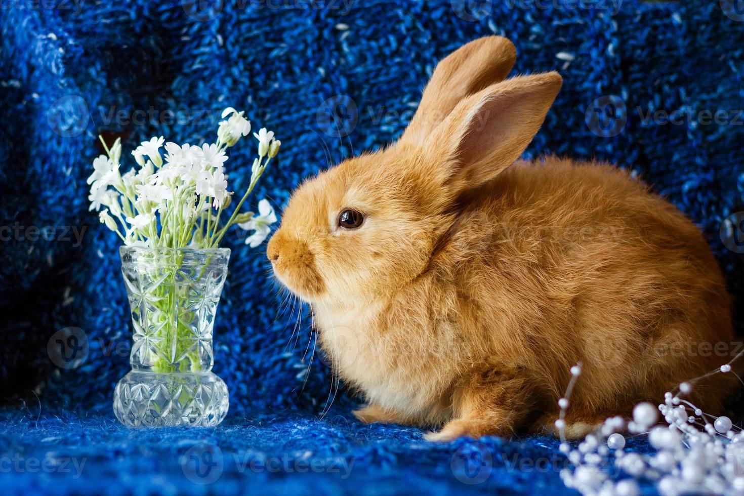 süßes, flauschiges Ingwerkaninchen auf blauem Hintergrund mit einem Blumenstrauß foto