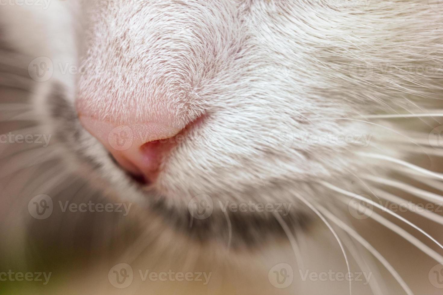 das gesicht einer katze nahaufnahme niedlich flauschig foto