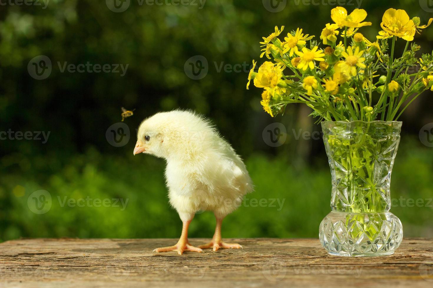 süßes gelbes küken, das lustig auf einem natürlichen grünen hintergrund posiert, ein blumenstrauß sonniger frühlingstag foto