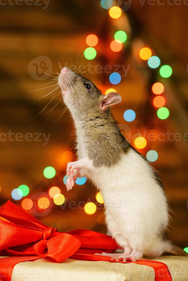 Porträt einer Ratte mit einem Geschenk auf einem Neujahrshintergrund mit Bokeh foto