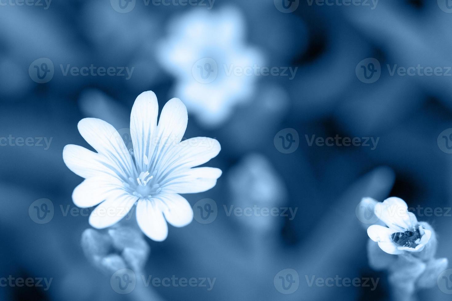 getönte Blumen in klassischem Blau, Tapete foto