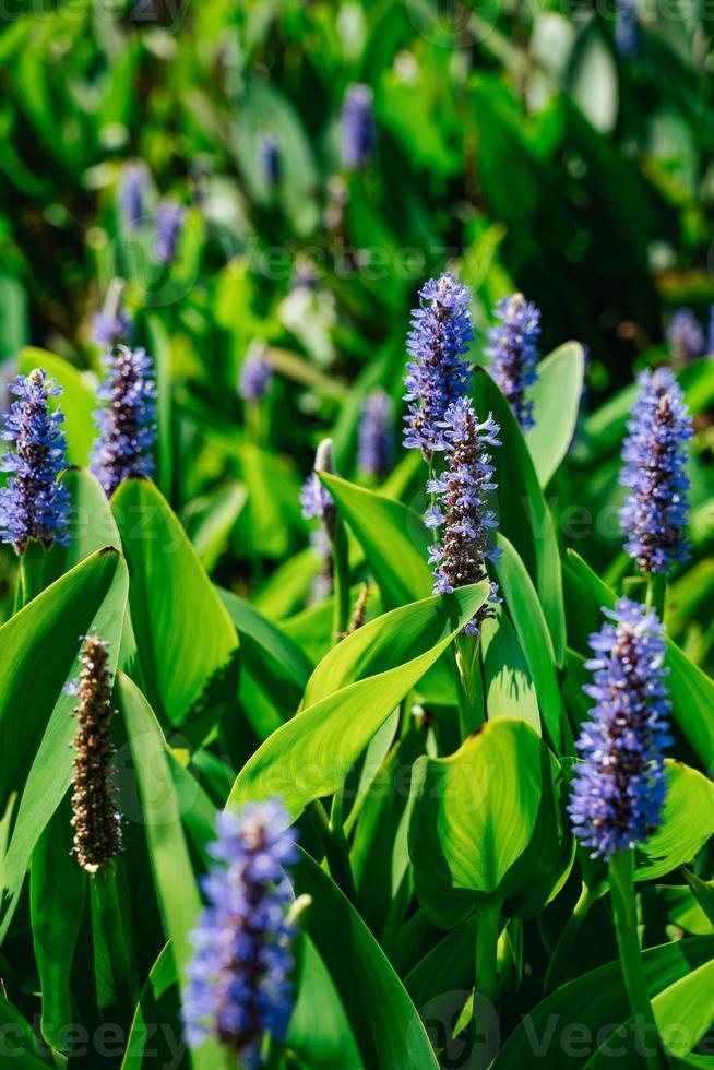 Hechtkraut Pontederia Cordata foto