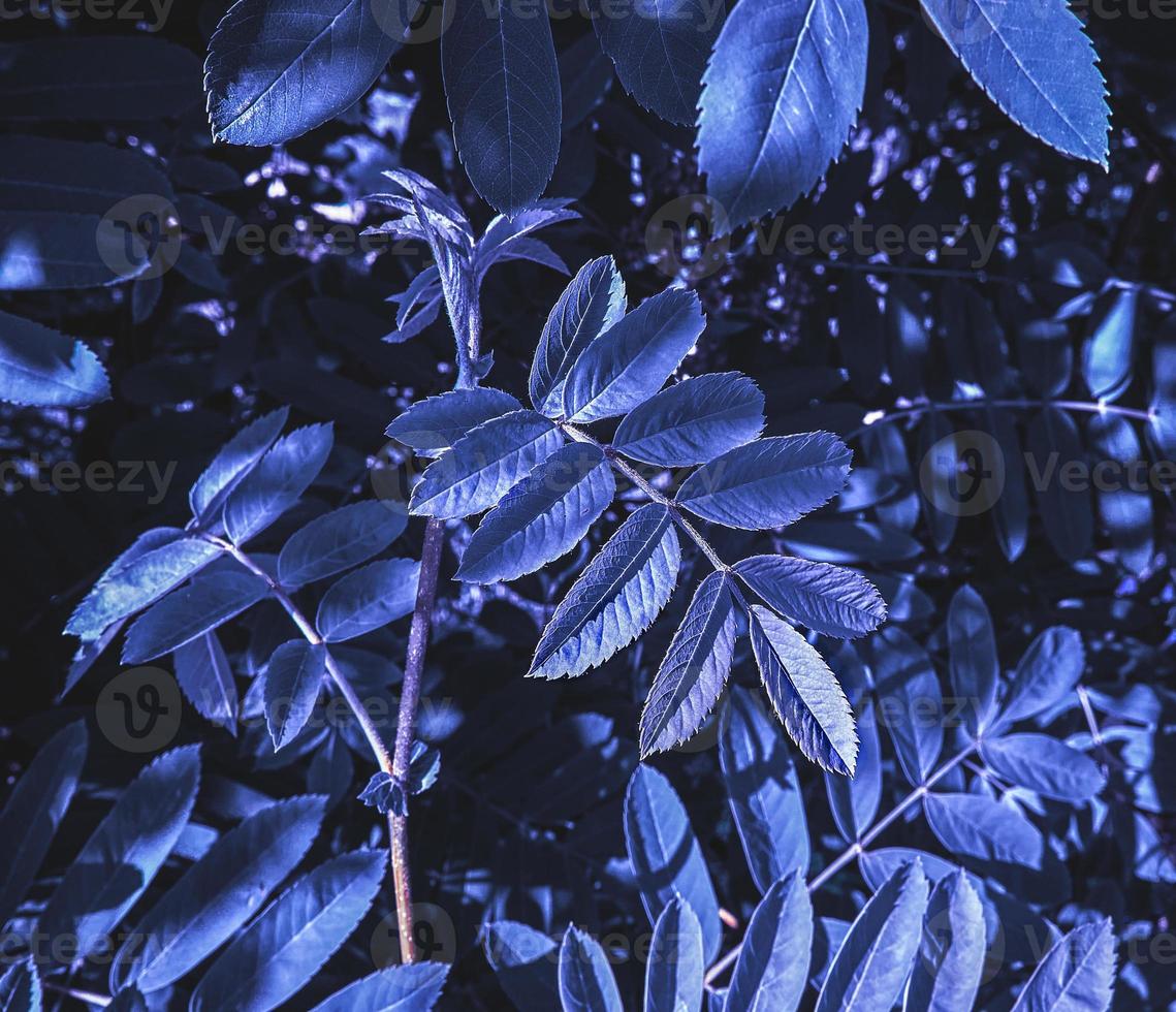 Blauvioletter Ebereschenzweig, abstrakter Pflanzenhintergrund mit Kopierraum foto