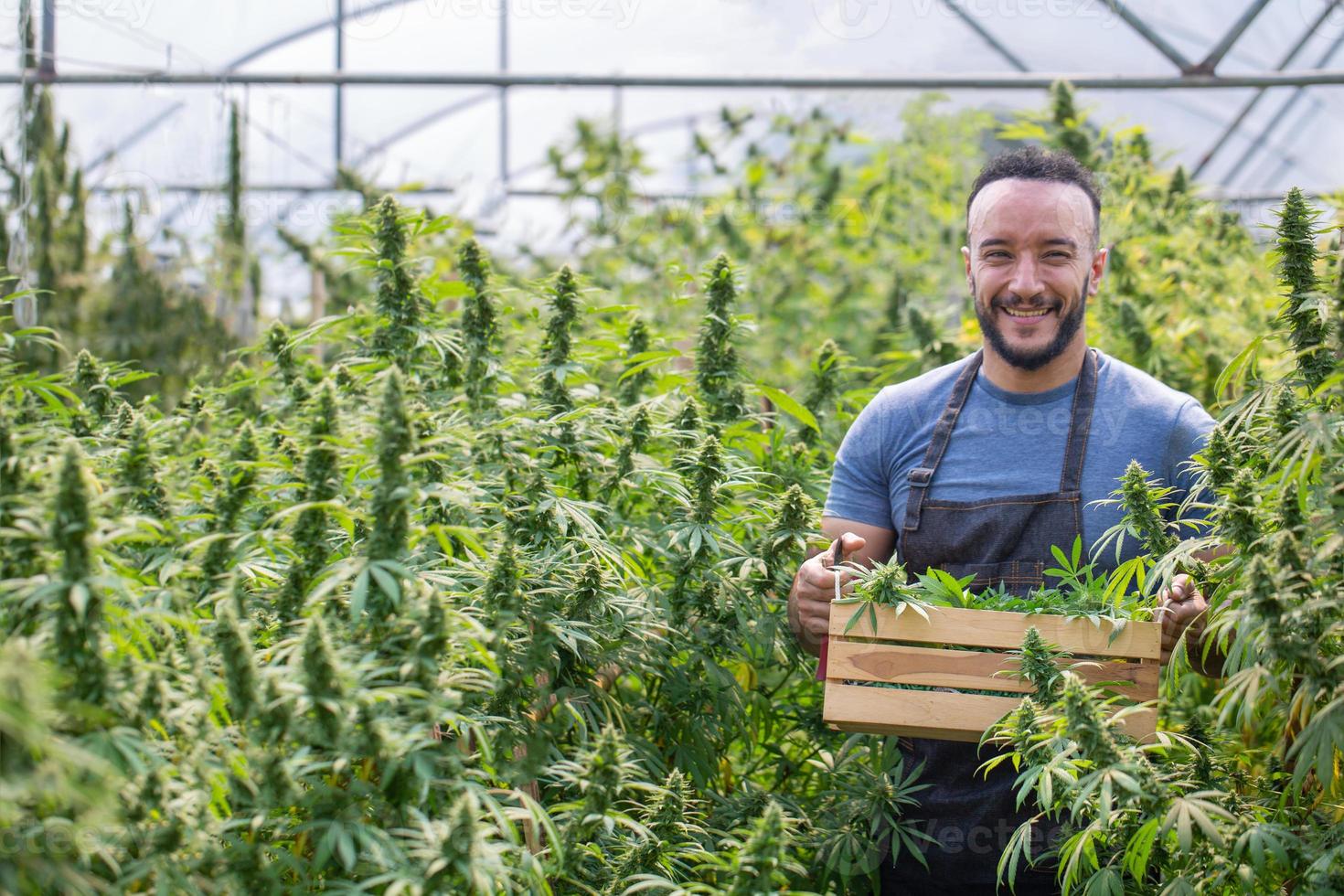 landwirte, die cannabis in seinem kommerziellen anbau sammeln, wird cannabis sativa industriell für die produktion von cannabis für abgeleitete produkte wie cbd-öl angebaut. foto
