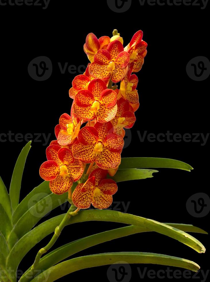 orangefarbene Orchidee auf schwarz foto