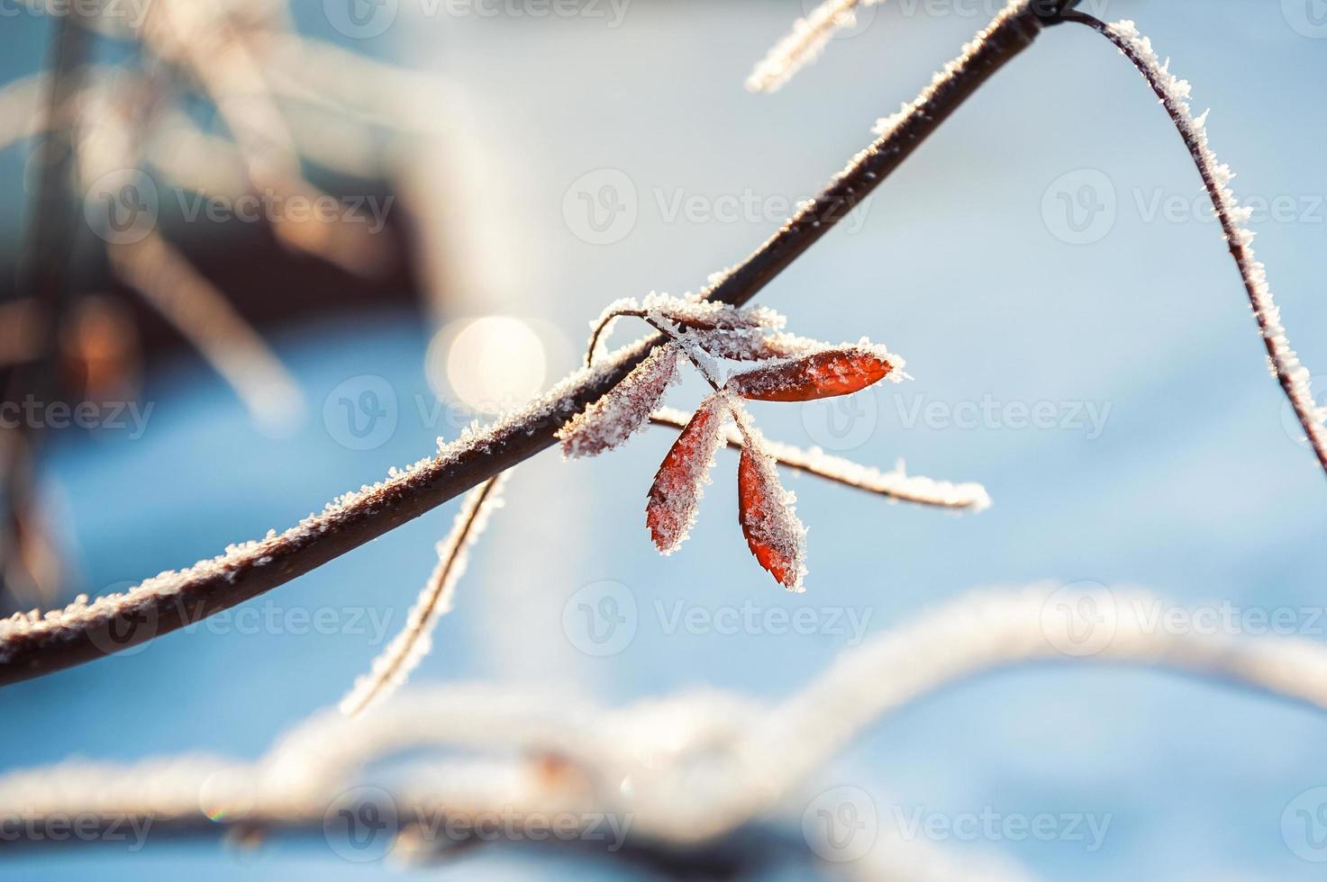 Raureif und Schnee auf den Bäumen im Winterwald foto