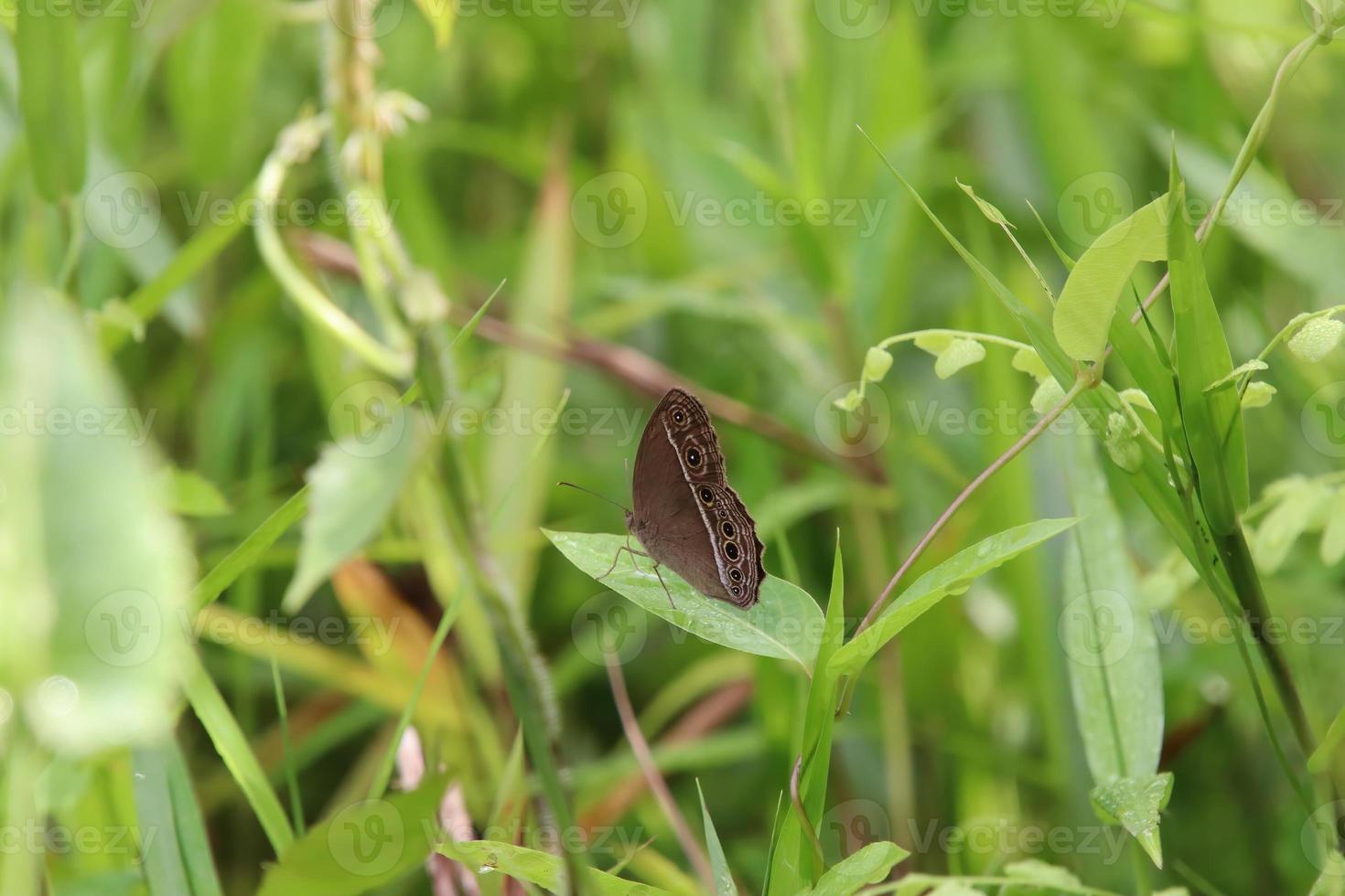 dunkel gebänderter buschbrauner Schmetterling in einem Park foto