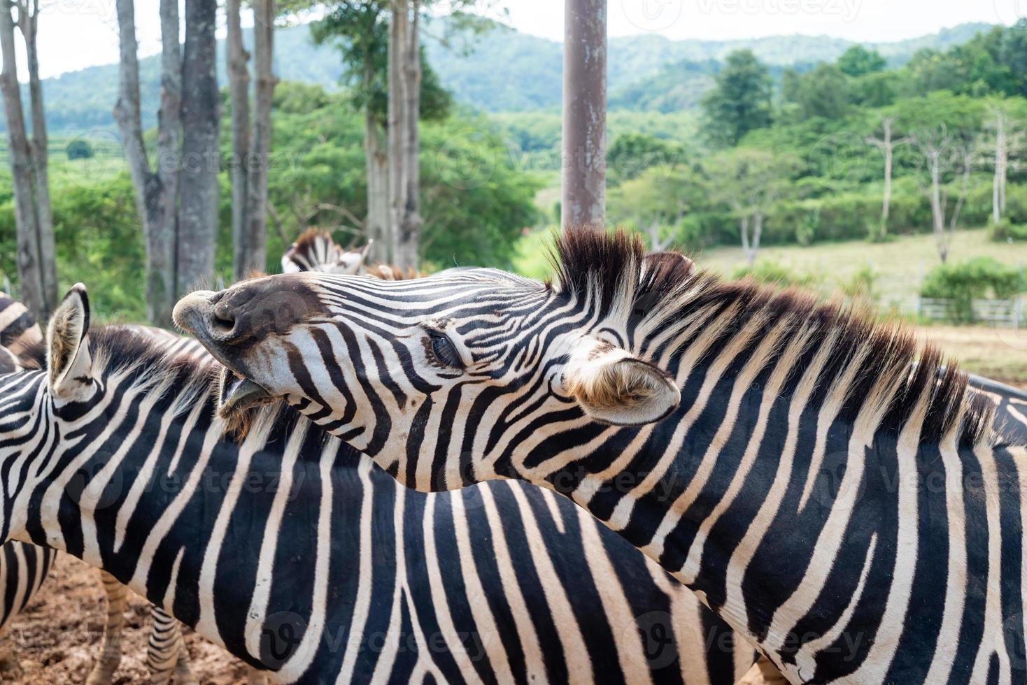 ein paar Zebras im Zoo, die vom Reisenden gefüttert werden. Konzentrieren Sie sich auf Augen und Wimpern von Wildtieren und zeigen Sie das natürliche schöne Muster des Tieres. foto