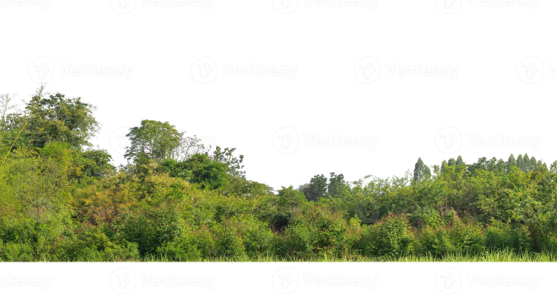 grüne bäume isoliert auf weißem hintergrund. sind wald und laub im sommer sowohl für den druck als auch für webseiten mit schnittpfad und alphakanal foto