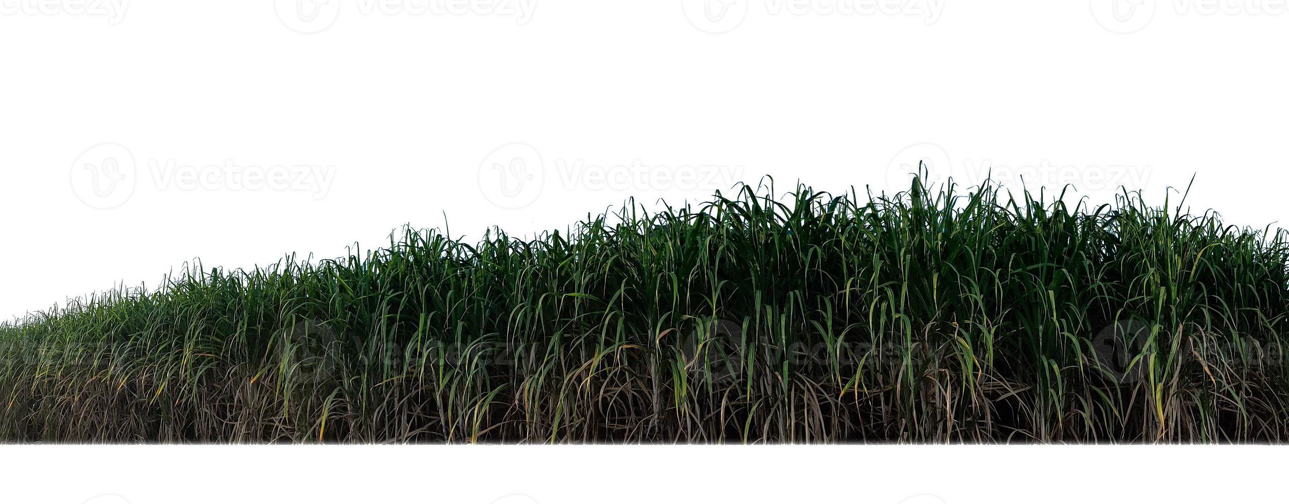 Zuckerrohr isoliert auf weißem Hintergrund und Beschneidungspfad foto