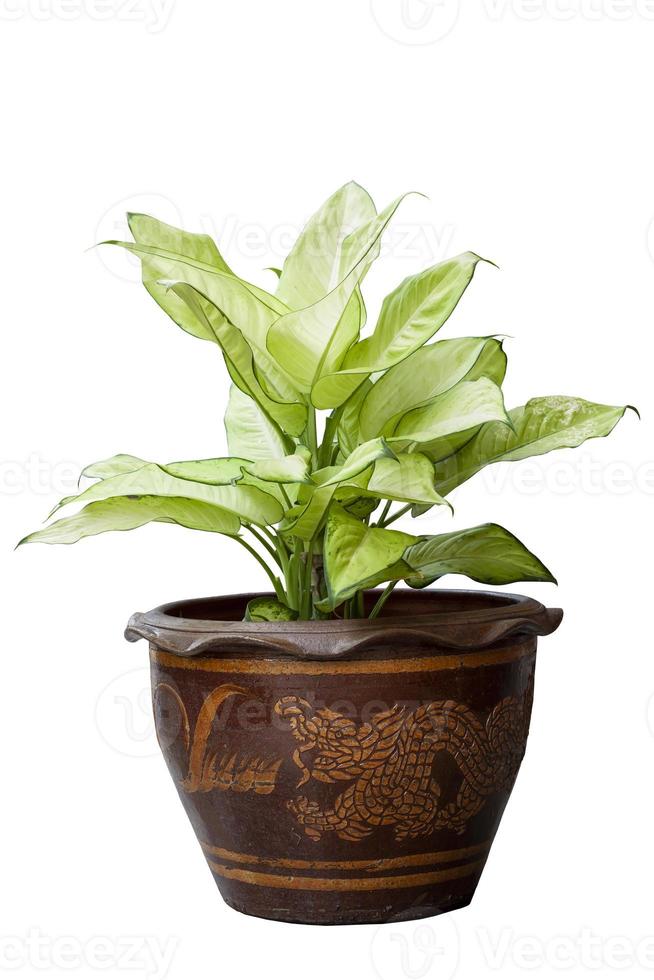 Dumb Cane Plant oder Dieffenbachia im braunen Topf isoliert auf weißem Hintergrund. foto