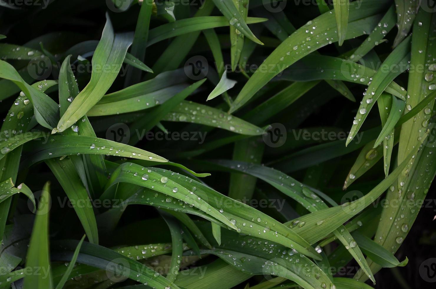 Nahaufnahme von dichten grasbewachsenen Stielen mit Tautropfen. Makroaufnahme von nassem Gras als Hintergrundbild für Naturkonzept foto