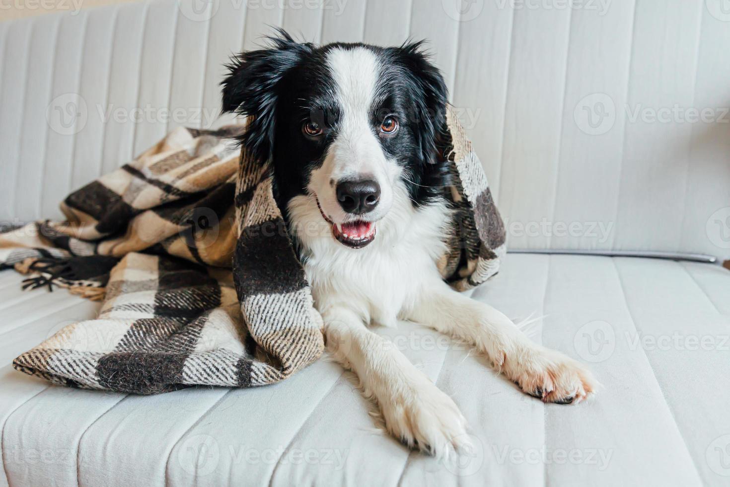 lustiger Hündchen-Border-Collie, der drinnen auf der Couch unter Plaid liegt. schönes Familienmitglied kleiner Hund zu Hause Erwärmung unter der Decke im kalten Herbst Herbst Winterwetter. Konzept für das Leben von Haustieren. foto