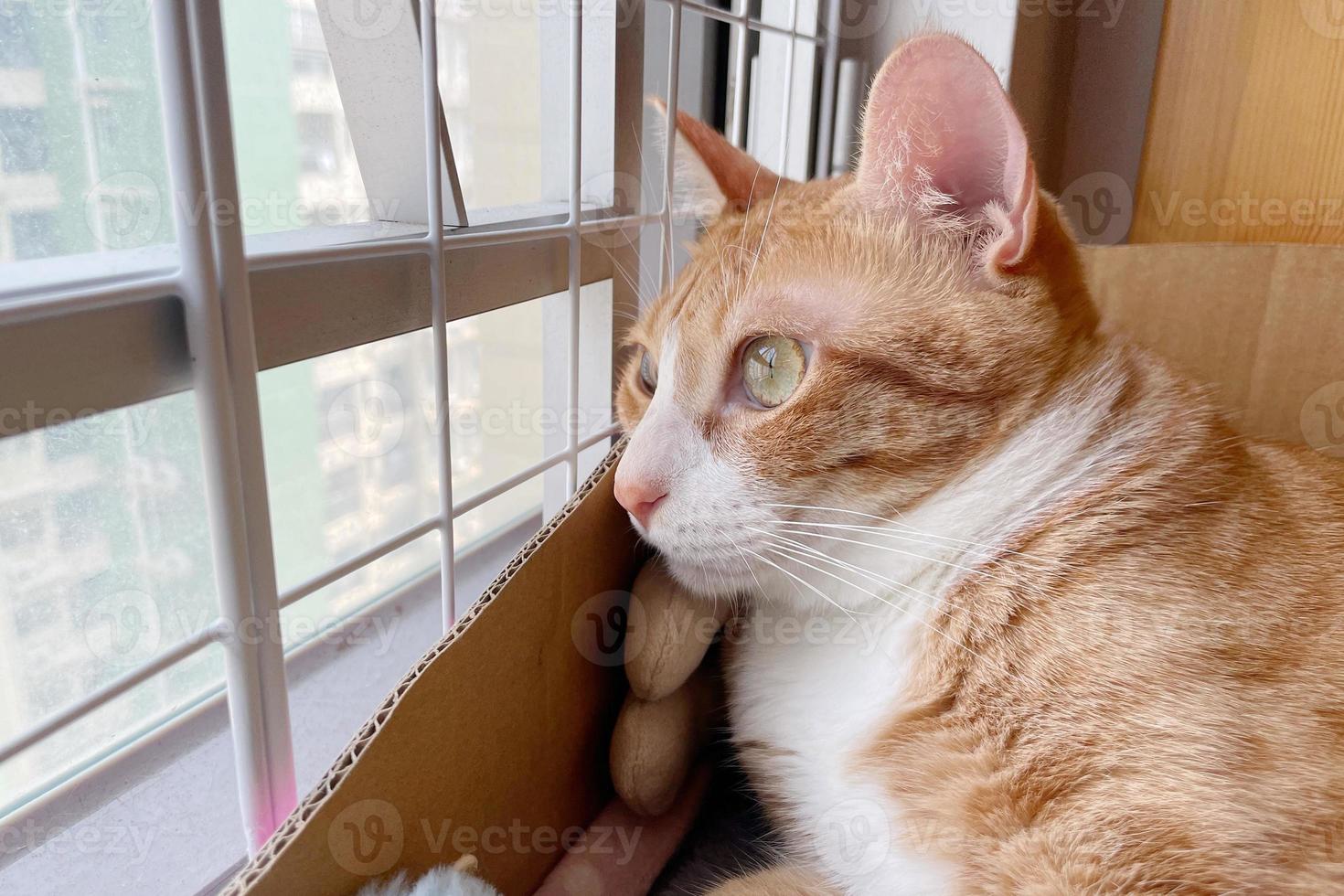 Die kleine orange getigerte Katze sieht, dass sich vor dem Fenster eine riesige Welt befindet. hochwertiges Foto einer getigerten Katze. Katze im Haus. Katze schaut aus dem Fenster.