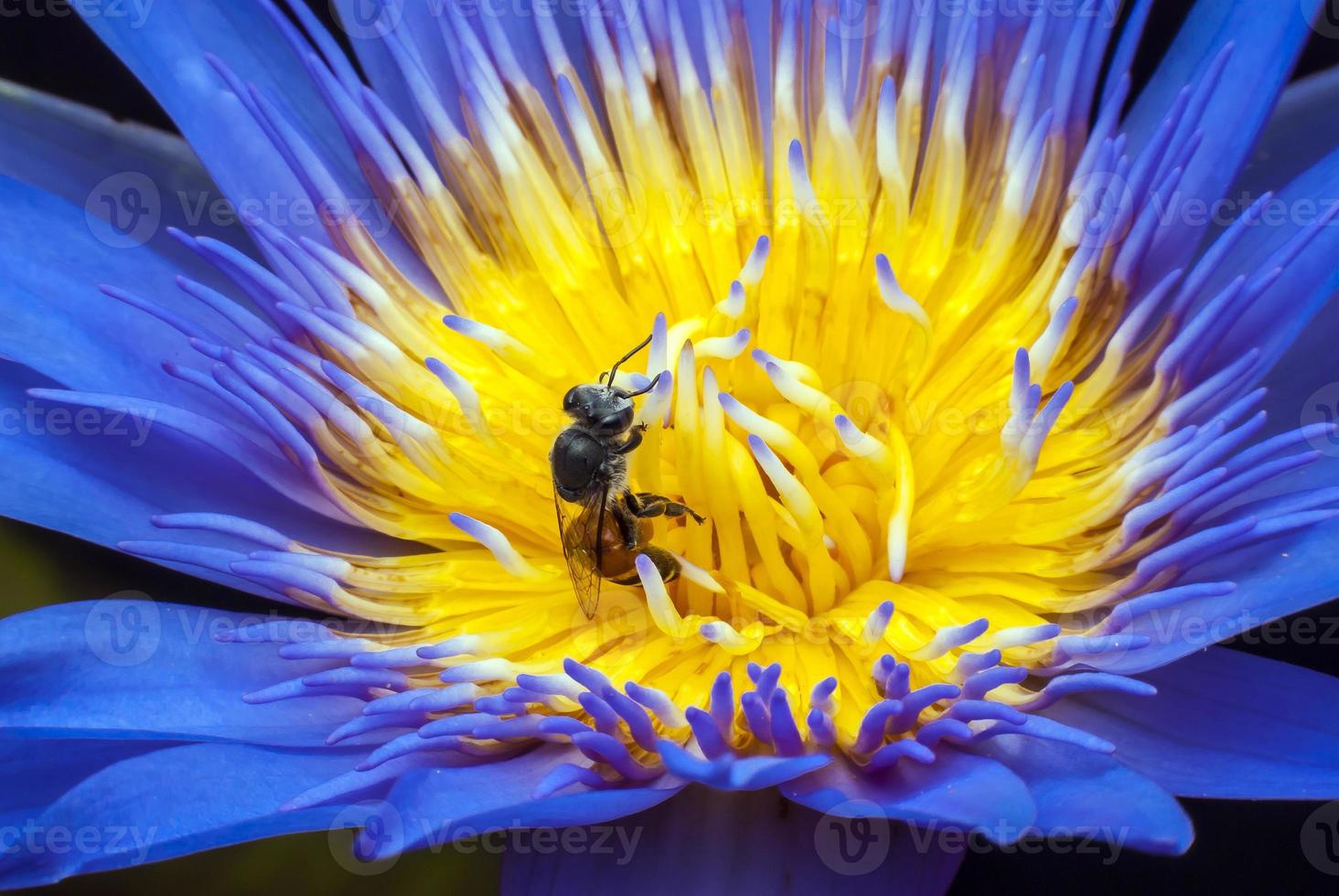 Biene auf schöner Lotusblume. foto