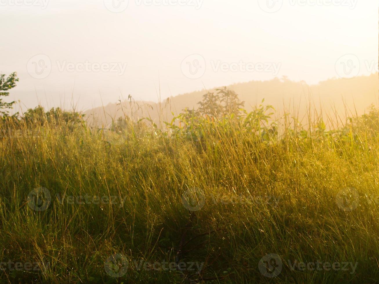 Grasfeld während des Sonnenaufgangs vom Chaeng-Hügel, Chiang Rai foto