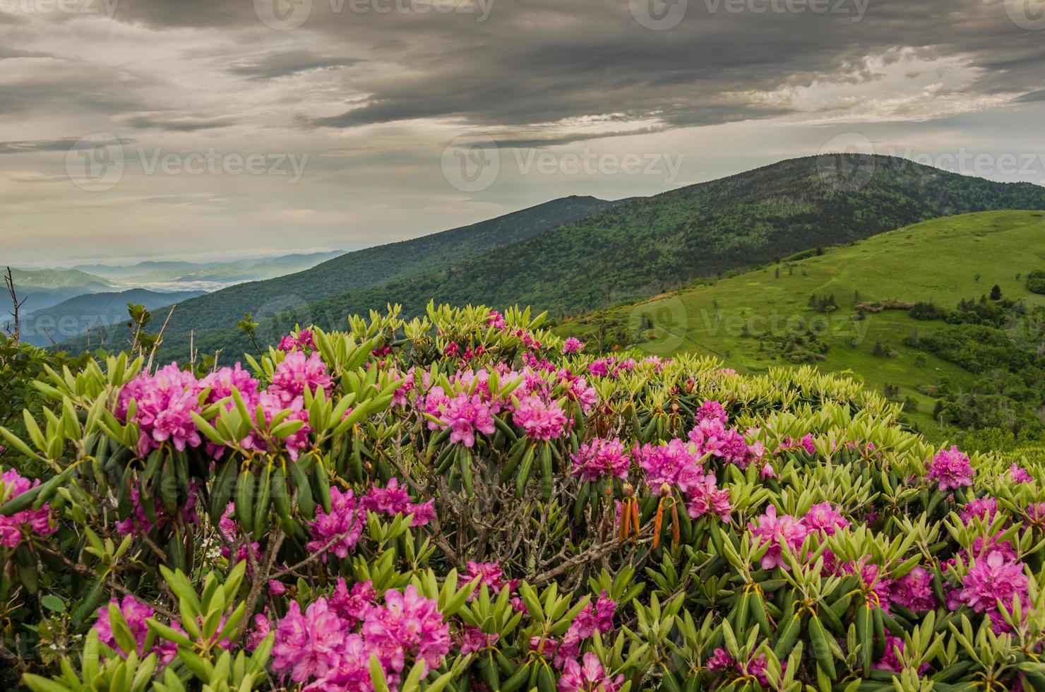 Nahaufnahme von Rhododendron auf Jane Glatze foto