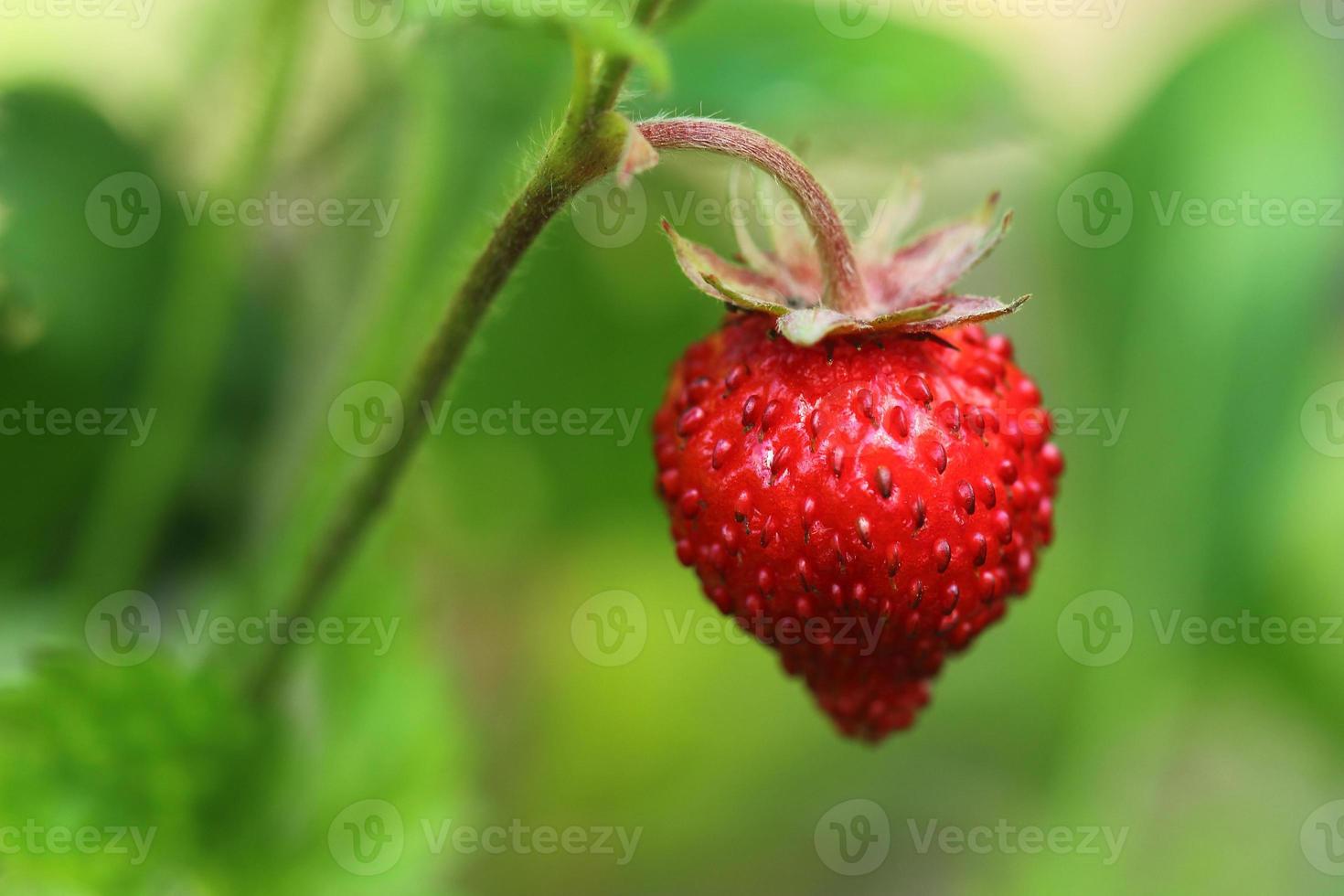 wilde Erdbeere foto